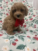 Cooper , a male Poodle - Miniature  and Cavachon for sale in Merritt Island, FL – 8 of 10