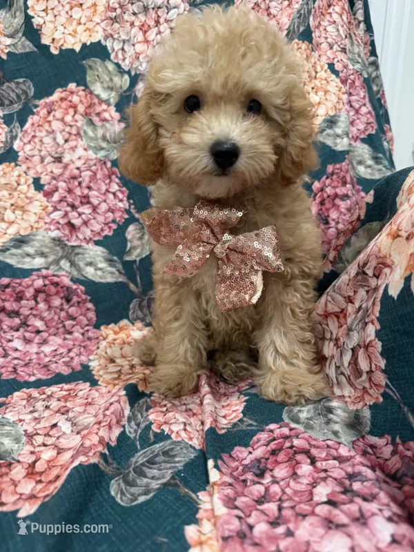Oakley  – Poodle - Miniature  puppy for sale in Merritt Island, FL