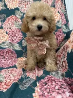 Oakley , a male Poodle - Miniature  for sale in Merritt Island, FL – 1 of 8
