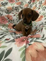 Winnie , a female Miniature Dachshund for sale in Merritt Island, FL – 4 of 8