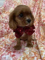 Rhett, a female Cavalier King Charles Spaniel for sale in Merritt Island, FL – Photo 2 of 10