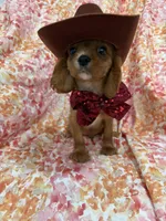 Rhett, a female Cavalier King Charles Spaniel for sale in Merritt Island, FL – Photo 8 of 10