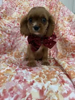 Rhett, a female Cavalier King Charles Spaniel for sale in Merritt Island, FL – Photo 3 of 10