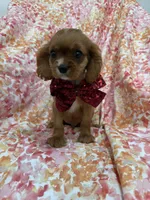 Rhett, a female Cavalier King Charles Spaniel for sale in Merritt Island, FL – Photo 7 of 10