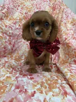 Rhett, a female Cavalier King Charles Spaniel for sale in Merritt Island, FL – Photo 4 of 10