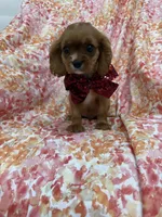 Rhett, a female Cavalier King Charles Spaniel for sale in Merritt Island, FL – Photo 10 of 10