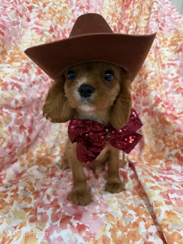 Rhett – Cavalier King Charles Spaniel puppy for sale in Merritt Island, FL