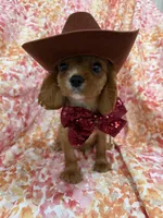 Rhett, a female Cavalier King Charles Spaniel for sale in Merritt Island, FL – Photo 1 of 10