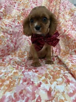 Rhett, a female Cavalier King Charles Spaniel for sale in Merritt Island, FL – Photo 5 of 10