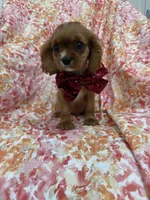 Rhett, a female Cavalier King Charles Spaniel for sale in Merritt Island, FL – Photo 6 of 10