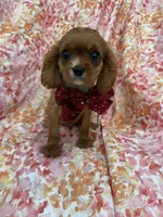 Rhett, a female Cavalier King Charles Spaniel for sale in Merritt Island, FL – Photo 9 of 10