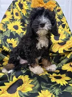Violet , a female Miniature Bernedoodle for sale in Merritt Island, FL – 4 of 8