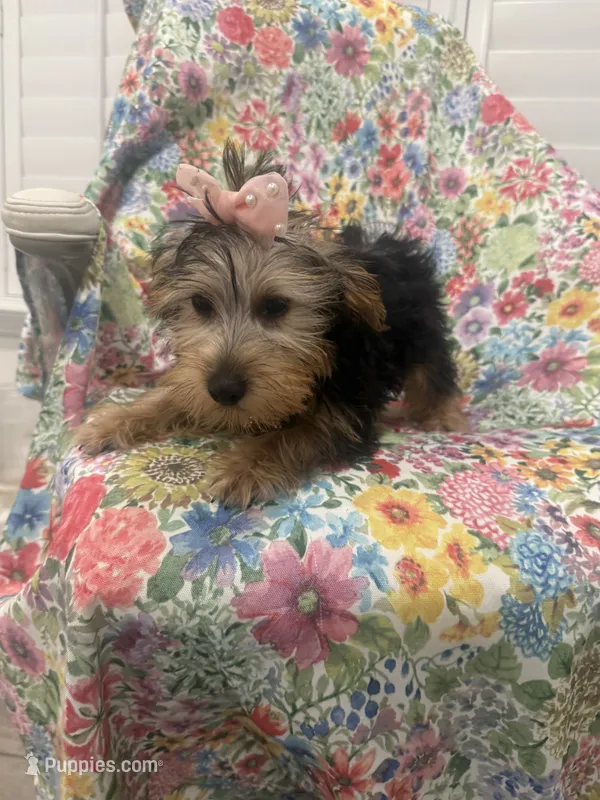 Ashley  – Yorkshire Terrier puppy for sale in Merritt Island, FL