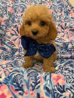 Cameron , a male Poodle - Miniature  and Cavachon for sale in Merritt Island, FL – 1 of 5