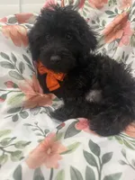 Inky , a male Yorkipoo for sale in Merritt Island, FL – 8 of 9