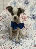 Taco , a male Chihuahua for sale in Merritt Island, FL – 2 of 10