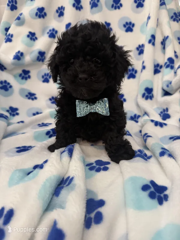 Pepper  – Poodle - Miniature  puppy on hold in Merritt Island, FL