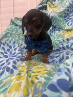 Tucker , a male Miniature Dachshund for sale in Merritt Island, FL – 3 of 5