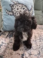 Daisy , a female Poodle - Toy  and Cavachon for sale in Merritt Island, FL – 3 of 4