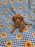 Ruby , a female Poodle - Miniature  for sale in Merritt Island, FL – 4 of 4