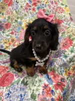 Haley , a female Miniature Dachshund for sale in Merritt Island, FL – 10 of 10