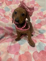 Winnie , a female Miniature Dachshund for sale in Merritt Island, FL – 6 of 10