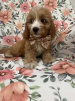 Colby , a male Cavapoo for sale in Merritt Island, FL – 7 of 10