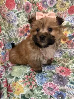 Zoey , a female Morkie for sale in Merritt Island, FL – Photo 3 of 9