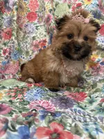 Zoey , a female Morkie for sale in Merritt Island, FL – Photo 4 of 9