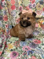 Zoey , a female Morkie for sale in Merritt Island, FL – Photo 9 of 9