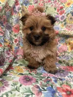 Zoey , a female Morkie for sale in Merritt Island, FL – Photo 8 of 9