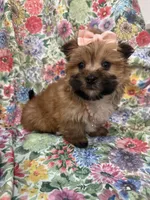 Zoey , a female Morkie for sale in Merritt Island, FL – Photo 5 of 9