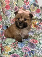 Zoey , a female Morkie for sale in Merritt Island, FL – Photo 1 of 9