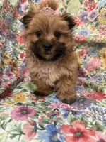 Zoey , a female Morkie for sale in Merritt Island, FL – Photo 7 of 9