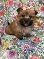 Zoey , a female Morkie for sale in Merritt Island, FL – Photo 6 of 9