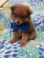 p, a male Pomeranian for sale in Merritt Island, FL – 6 of 9