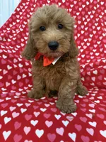 Rex , a male Miniature Goldendoodle for sale in Merritt Island, FL – 8 of 10