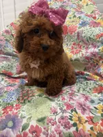 Paris , a female Poodle - Miniature  for sale in Merritt Island, FL – 9 of 10