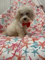 Remi , a male Maltipoo for sale in Merritt Island, FL – 8 of 9