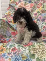 Bianca , a female Poodle - Toy  for sale in Merritt Island, FL – 2 of 3