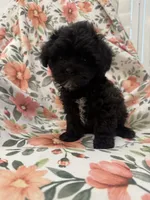 Oreo , a male Shihpoo for sale in Merritt Island, FL – 6 of 8