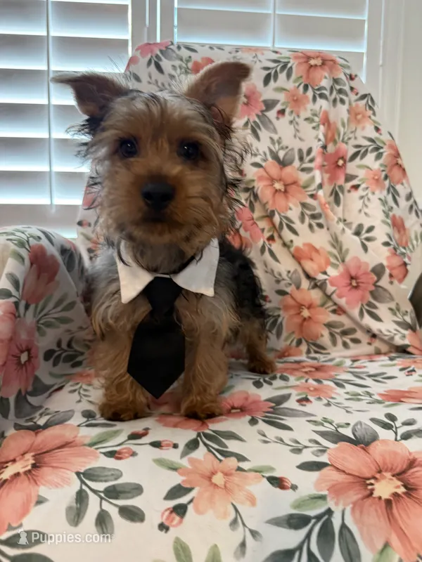 Scrappy  – Yorkshire Terrier puppy for sale in Merritt Island, FL