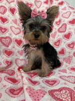 Ava , a female Yorkshire Terrier for sale in Merritt Island, FL – Photo 7 of 8
