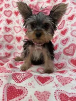 Ava , a female Yorkshire Terrier for sale in Merritt Island, FL – Photo 4 of 8