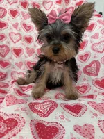 Ava , a female Yorkshire Terrier for sale in Merritt Island, FL – Photo 3 of 8