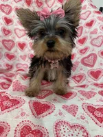 Ava , a female Yorkshire Terrier for sale in Merritt Island, FL – Photo 5 of 8