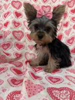 Ava , a female Yorkshire Terrier for sale in Merritt Island, FL – Photo 6 of 8