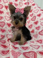 Ava , a female Yorkshire Terrier for sale in Merritt Island, FL – Photo 8 of 8