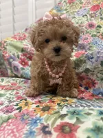 Lilly , a female Maltipoo for sale in Merritt Island, FL – 10 of 10