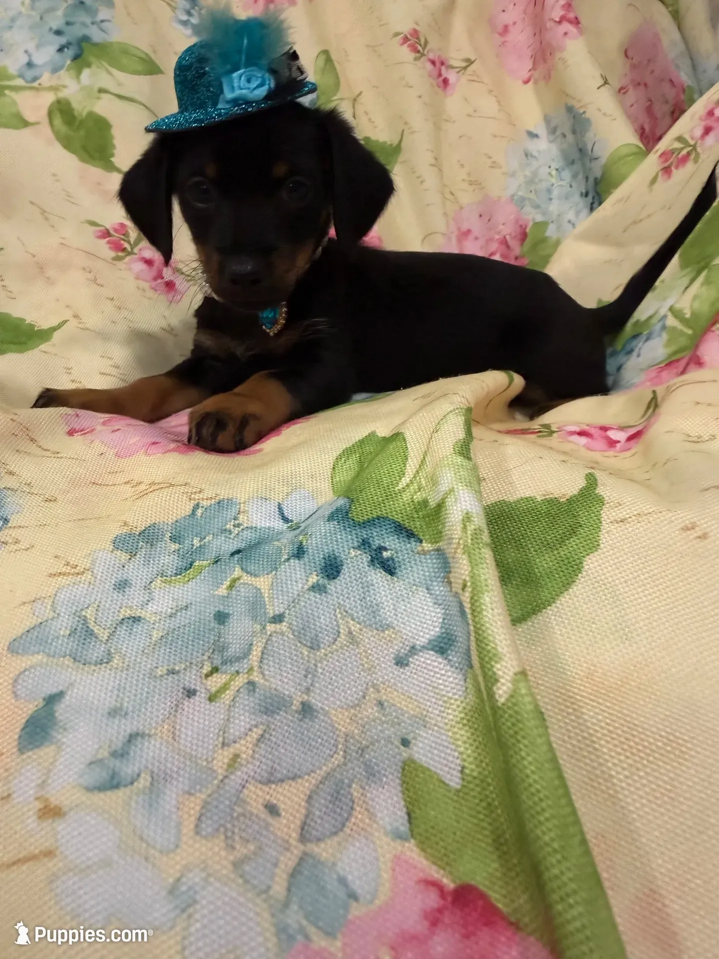 Daisy , a female Miniature Dachshund for sale in Merritt Island, FL – 6 of 8